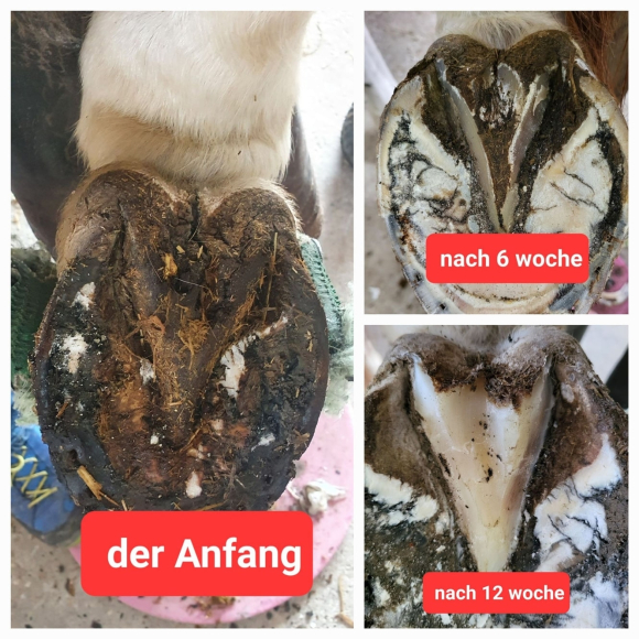 Strahlfoili gegen Strahlfäule, Hufrisse und für die Pflege der Hufsohle, 500g