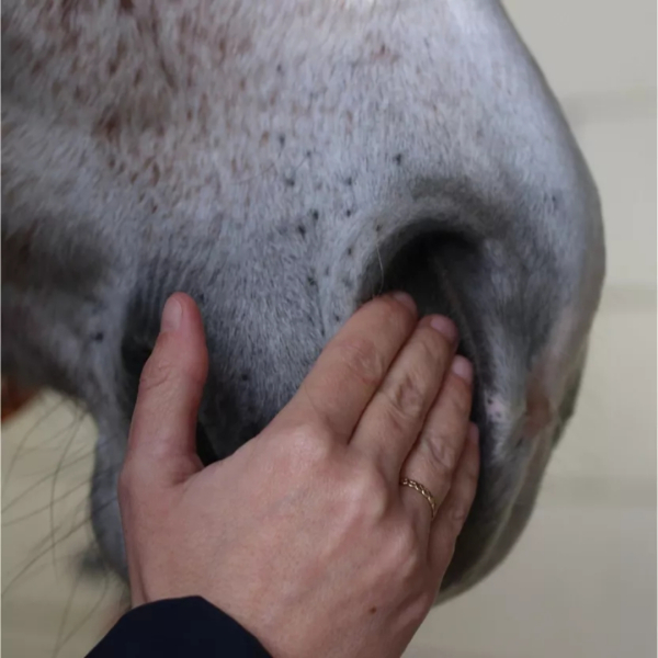 Nellumbo Pferde-Gelassenheitsserum