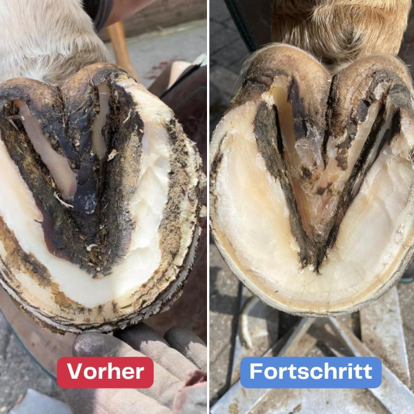 Strahlfoili – 1kg Hufpflege – zur Pflege bei Strahlfäule – für Hufstrahl, die Hufsohle & weiße Linie – unterstützend bei bakteriell belasteten Hufbereichen