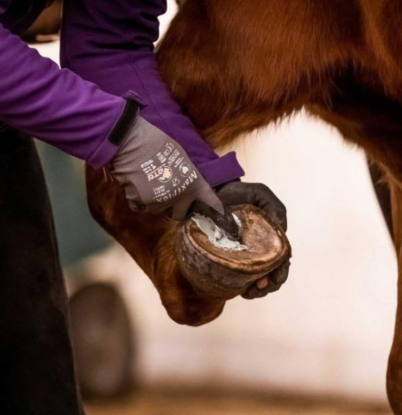 Strahlfoili – 1kg Hufpflege – zur Pflege bei Strahlfäule – für Hufstrahl, die Hufsohle & weiße Linie – unterstützend bei bakteriell belasteten Hufbereichen